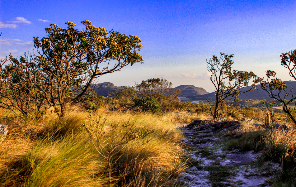 Segurança Hídrica: As Águas Vitais que Emergem do Bioma Cerrado
