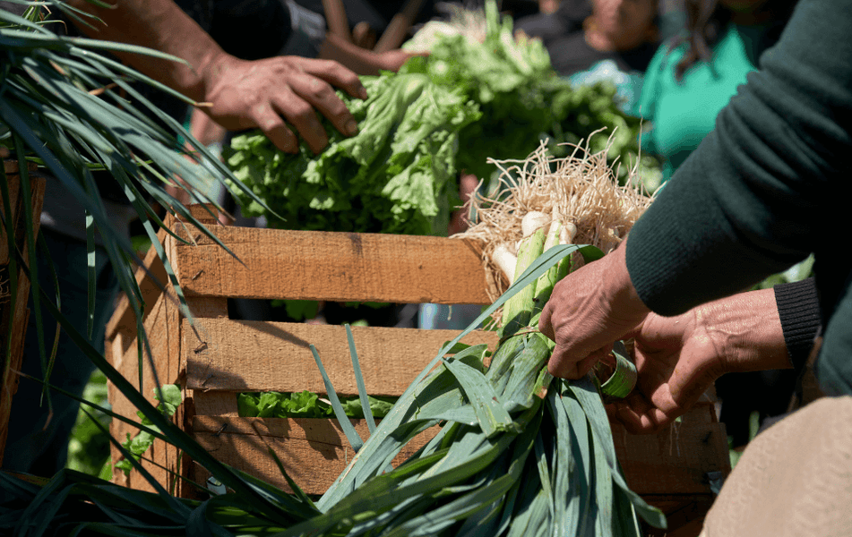 Explorando a Agroecologia: Conheça sua História, Definição e Princípios Fundamentais