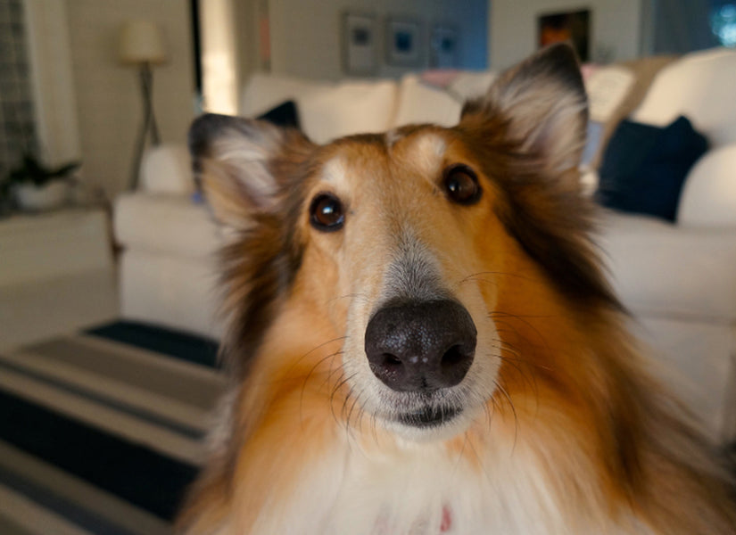 Mercado Pet: Adoção Responsável e Tendências Eco-friendly para Cuidados com os Animais
