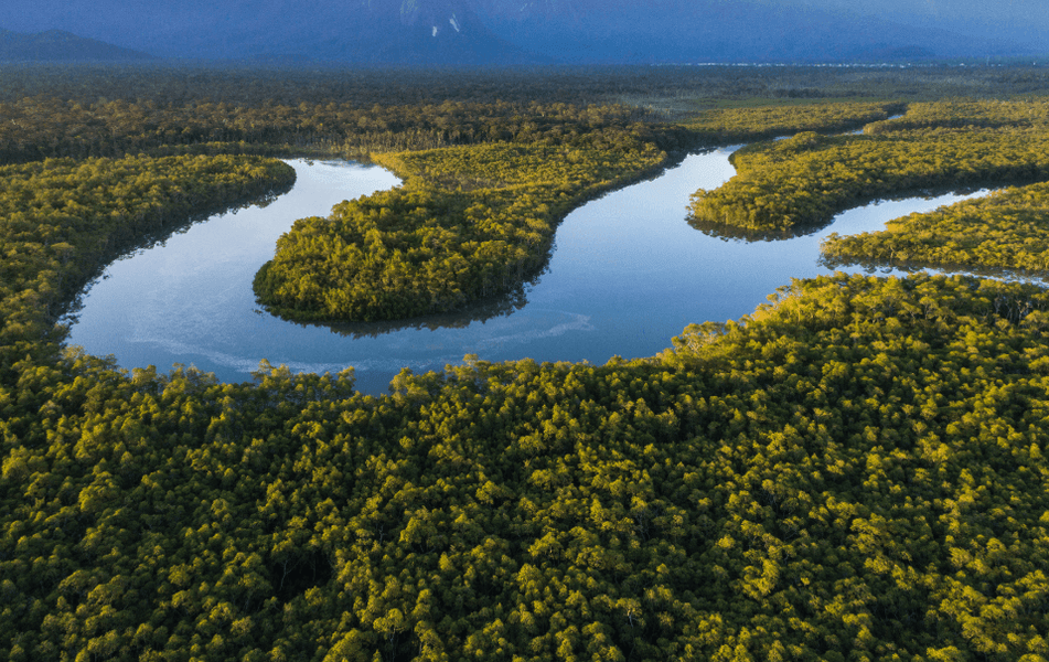 Mata Atlântica: Descubra a Importância Vital do Berço das Águas